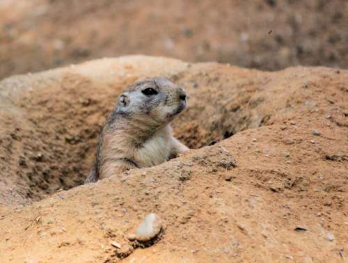 Prairie Dogs Prériový Rodent Animal Head Nora