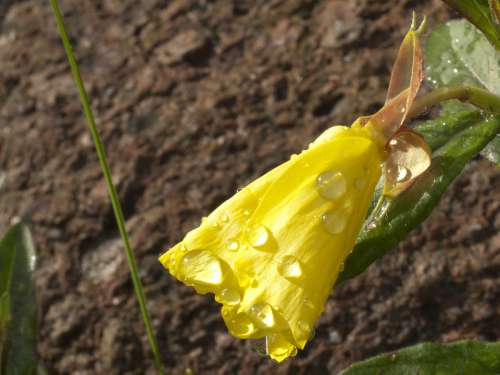 Primroses Yellow Flower Drops