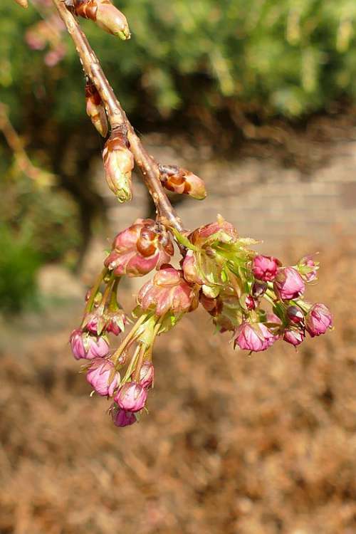 Prunus Japanese Cherry Blossom Button Tree Pink