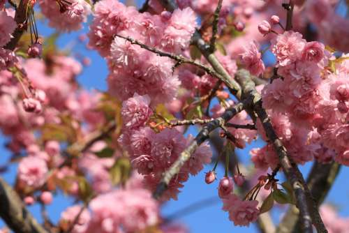 Prunus Blossom Bloom Pink Tree