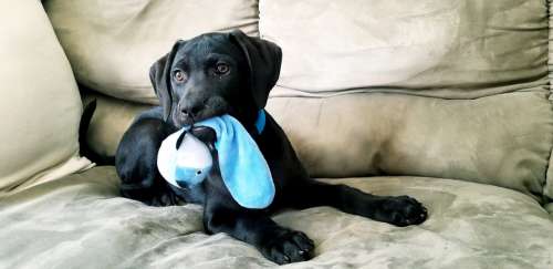 Puppy Black Lab Toy Playing Laying Dog Animal