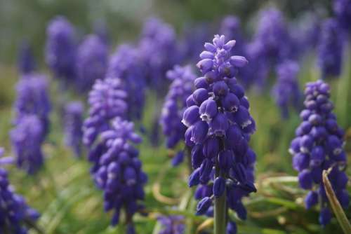 Purple Flower Grape Hyacinth Nature Spring Botany