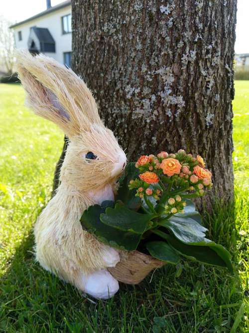 Rabbit Bunny Flower Outdoors Animal Easter Nature