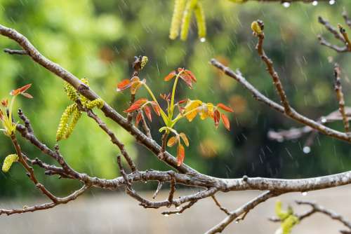Rain Orange Drip Wet Nature Color Drops Flower