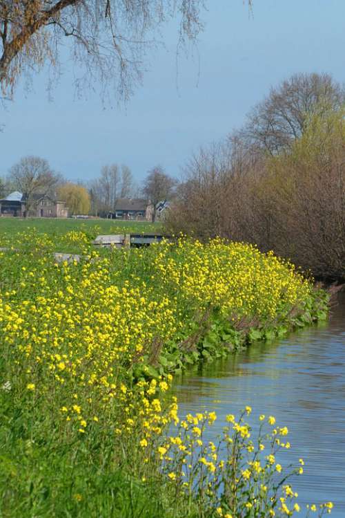 Rapeseed Spring Ditch Bloom Landscape Field