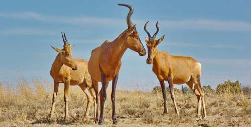 Red Hartebeest Antelope Hartebeest Mammal Africa