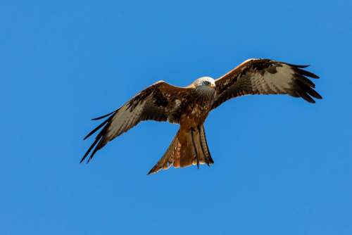 Red Kite Milan Raptor Wing Flying Span Feather