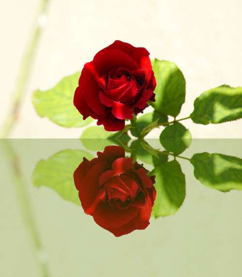 Red Rose Mirror Reflections Mood Romantic