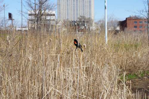 Red-Winged Blackbird City State Park Detroit Nature