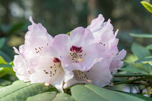 Rhododendrons Spring Inflorescence Plant Garden