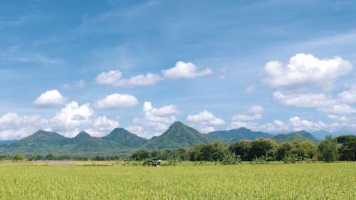 Rice Field Field Indonesian East Java Ponorogo