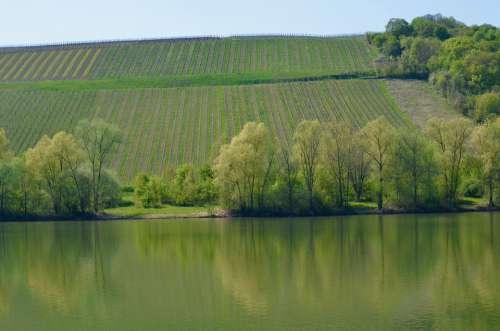 River Main Water Landscape Winegrowing Vineyard