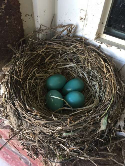 Robin Eggs Nest Bird Blue Life