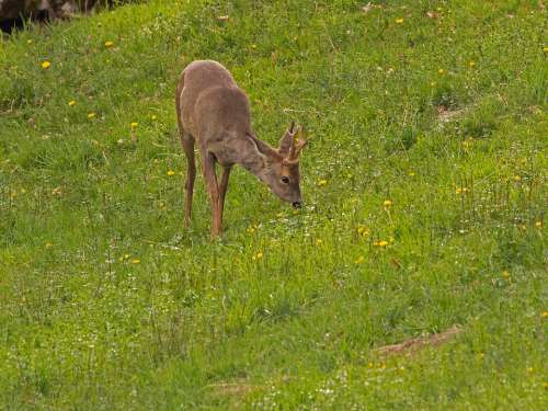 Roe Deer Wild Animal Forest Dwellers Red Deer Wild