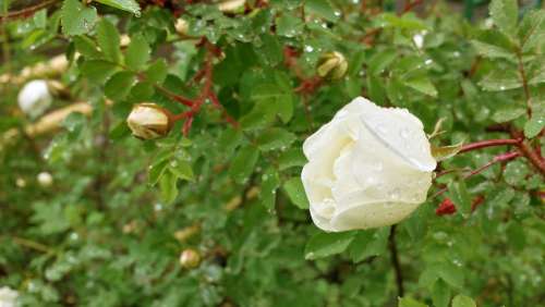 Rose White Drops Rain Summer