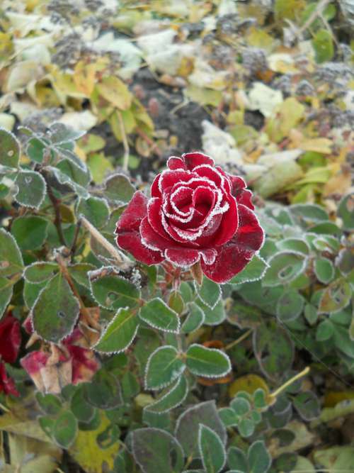 Rose Frost Leann Garden Nature Sheet Petals