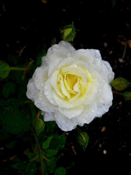 Rose White Rose White Floral Roses Blossom Yellow