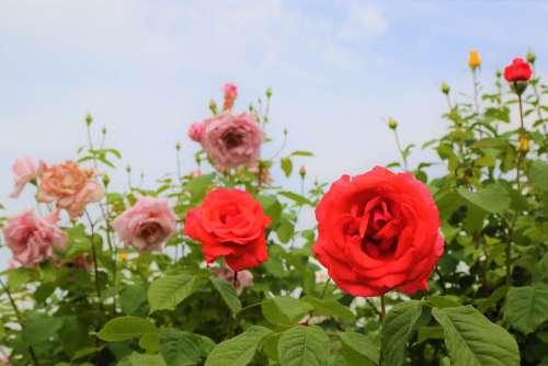 Rose Nature Love Romantic Plant Garden Leaves