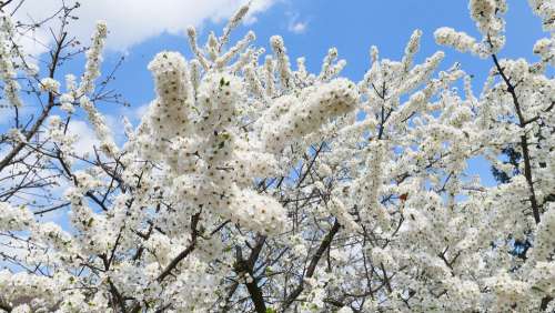 Sakura Mirabelka Flowers Tree Nature Spring White