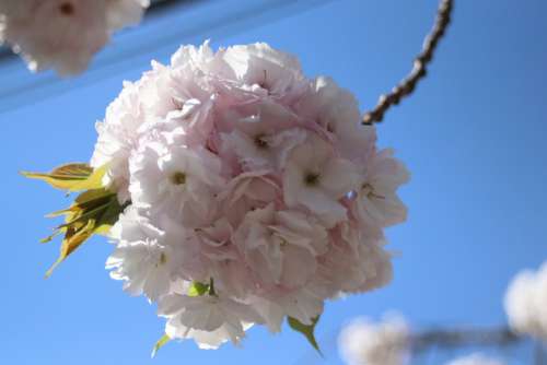 Sakura Spring Bloom Nature