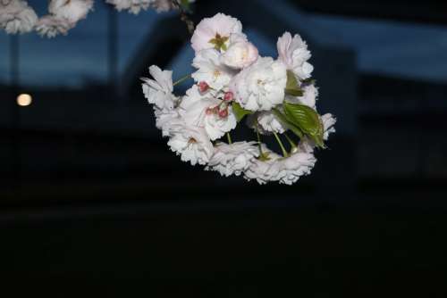 Sakura Cherry Night Bloom Nature Spring