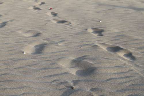 Sand Footprints Walk Beach Sea Holiday Steps