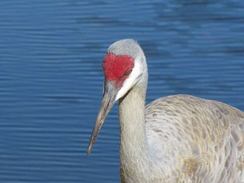 Sandhill Crane Florida Bird Nature Wildlife Beak