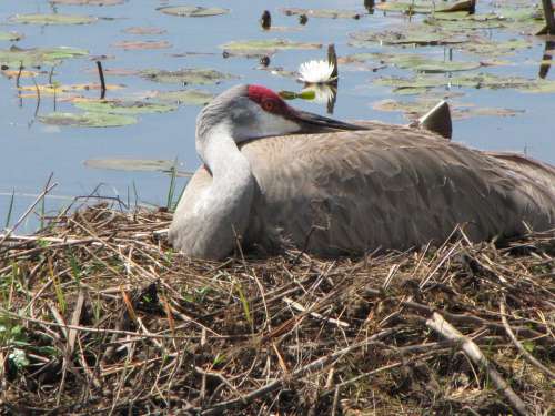 Sandhill Crane Nest Bird Florida Lake Water