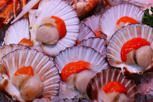 Scallops Seafood Food Shellfish Fresh Fish