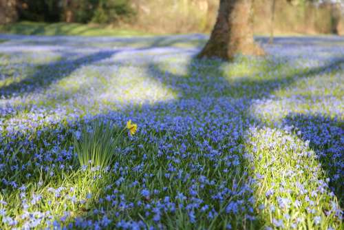 Scilla Spring Flower Blue Wonder Blue Star