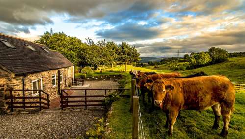 Scotland Cows Highlands And Islands Cottage