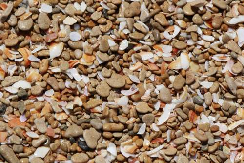 Sea Shells Sea Shore Pebbles Beach Stones