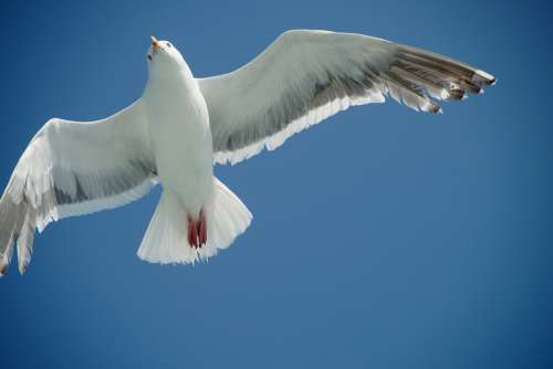 Seagull Flying Bird Sky Flight Animal Nature Fly