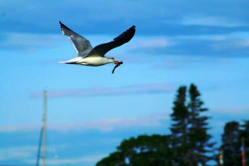 Seagull Shrimp Sea Ocean Bird Water Nature Coast