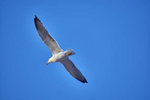 Seagull Feathers Pen Birds Freedom Flight Sky
