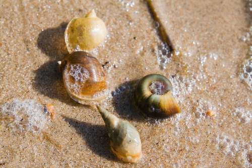 Seashells Beach Sand Sink Snail River Macro