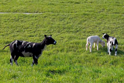 Sheep White Black Lamb Wool Cattle Animals