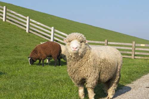 Sheep White Black Lamb Wool Cattle Animals