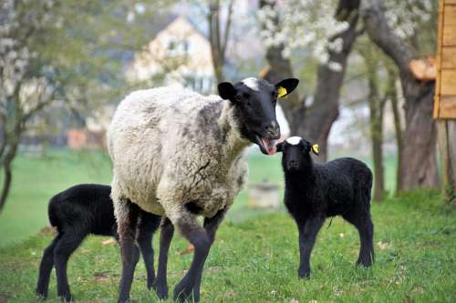 Sheep Suffolk Animal Home Breeding Farm Pasture