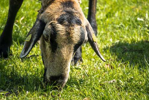 Sheep Graze Eat Meadow Grass Pasture Farm