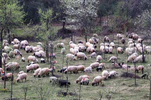 Sheepfold Berger Occupation Lamb Rural Romania