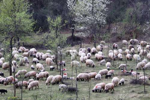 Sheepfold Berger Occupation Lamb Rural Romania