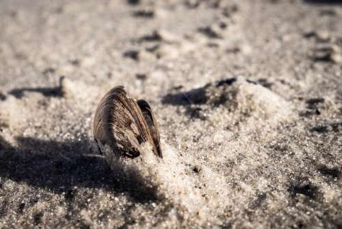Shell Sand Zingst Beach Sea Nature Animal