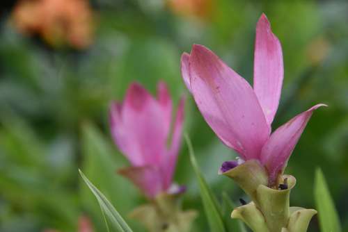 Siam Tulip Flower Pink Flower Curcuma