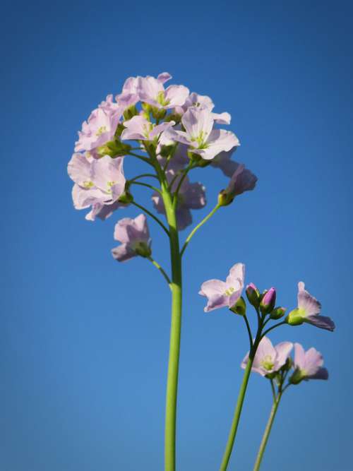 Smock Herb Blossom Bloom Meadow Blue Sky Sky