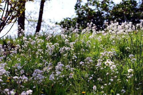 Smock Meadow Cuckoo Flower Cardamine Spring