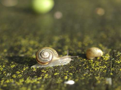 Snail Seashell Nature Macro