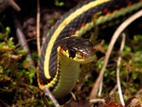 Snake Reptile Animal Nature Spring Wildlife