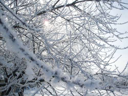 Snow Leann Frost Winter Tree