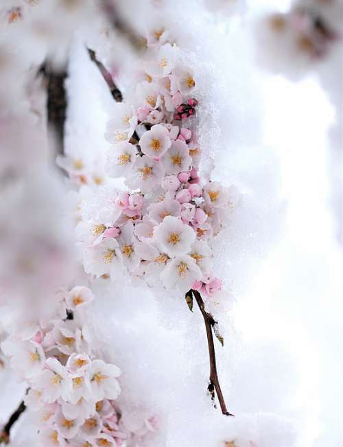 Snow Spring Beautiful Nature White Flowers Plants